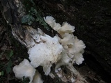 Pleurotus pulmonarius image