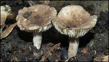 Lactarius gerardii image