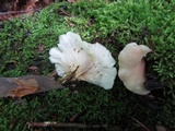 Hohenbuehelia angustata image