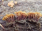 Xeromphalina kauffmanii image