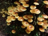 Xeromphalina kauffmanii image