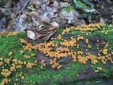 Xeromphalina kauffmanii image