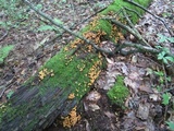 Xeromphalina kauffmanii image
