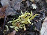 Clavulinopsis fusiformis image