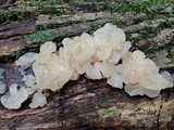 Ductifera pululahuana image