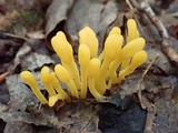 Microglossum rufum image