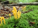Microglossum rufum image