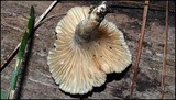 Lactarius gerardii image