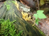 Calocera cornea image