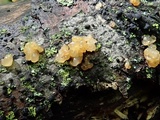 Myxarium nucleatum image
