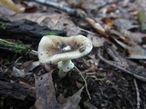 Amanita solaniolens image