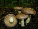 Lactarius argillaceifolius image