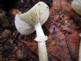 Amanita solaniolens image