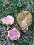 Boletus smithii image