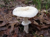 Amanita multisquamosa image