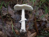 Amanita multisquamosa image