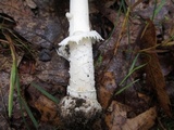 Amanita multisquamosa image