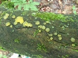 Dacrymyces capitatus image