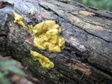 Hypocrea citrina image