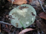 Russula aeruginea image