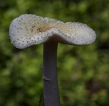 Amanita multisquamosa image