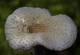 Amanita multisquamosa image