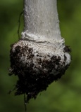 Amanita multisquamosa image