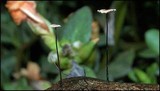 Marasmius fulvoferrugineus image