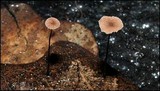 Marasmius fulvoferrugineus image