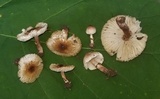 Lepiota lilacea image