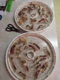 Ganoderma resinaceum image