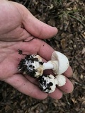 Amanita abrupta image