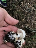 Amanita abrupta image