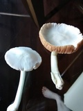 Volvariella pusilla image
