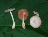 Volvariella pusilla image