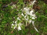 Sebacina epigaea image