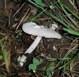 Volvariella pusilla image