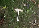 Volvariella pusilla image