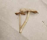 Volvariella pusilla image