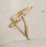 Volvariella pusilla image