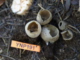 Tarzetta catinus image