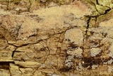 Calcarisporium arbuscula image