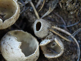 Tarzetta catinus image
