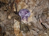 Tylopilus plumbeoviolaceus image