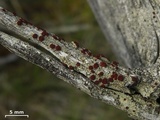 Ophioparma rubricosa image