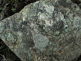 Lecidea laboriosa image