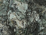 Lecidea laboriosa image