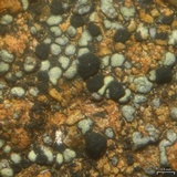 Rhizocarpon viridiatrum image