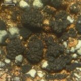 Phylliscum demangeonii image