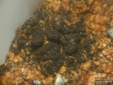 Phylliscum demangeonii image